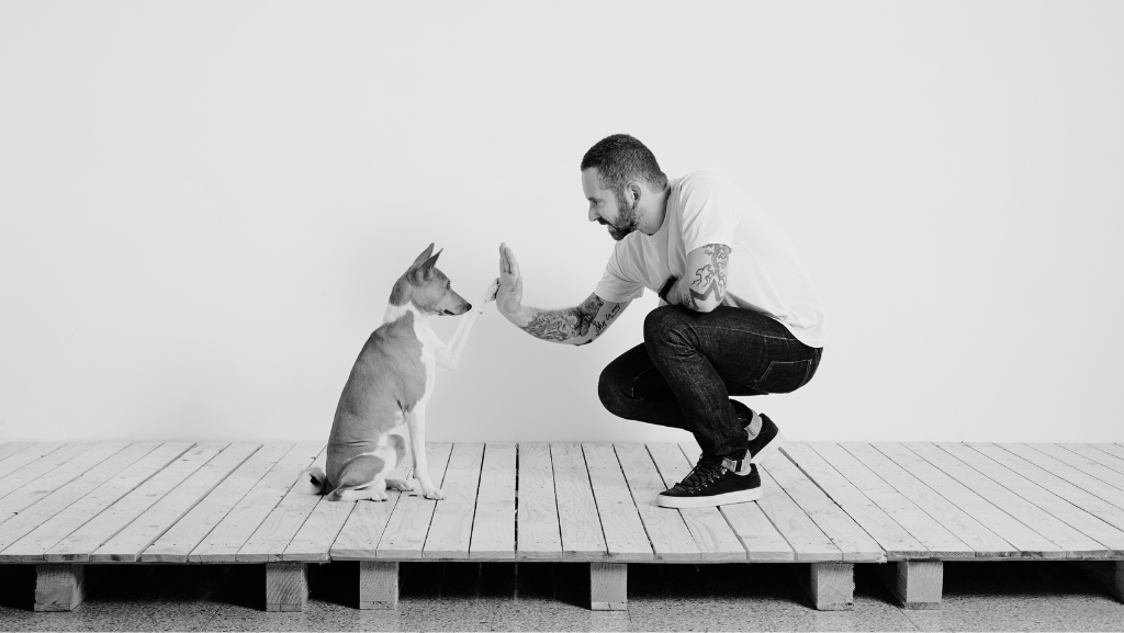 Entendendo a Psicologia Canina: Como Melhorar a Comunicação e o Treinamento do Seu&nbsp;Cachorro