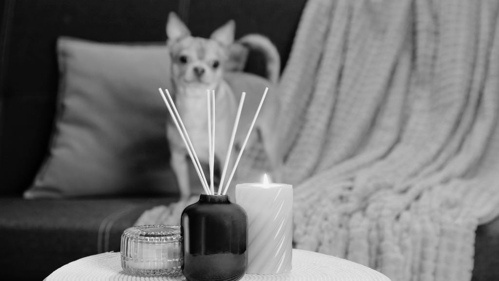 Benefícios da Aromaterapia Para Cães: Como Usar com&nbsp;Segurança?