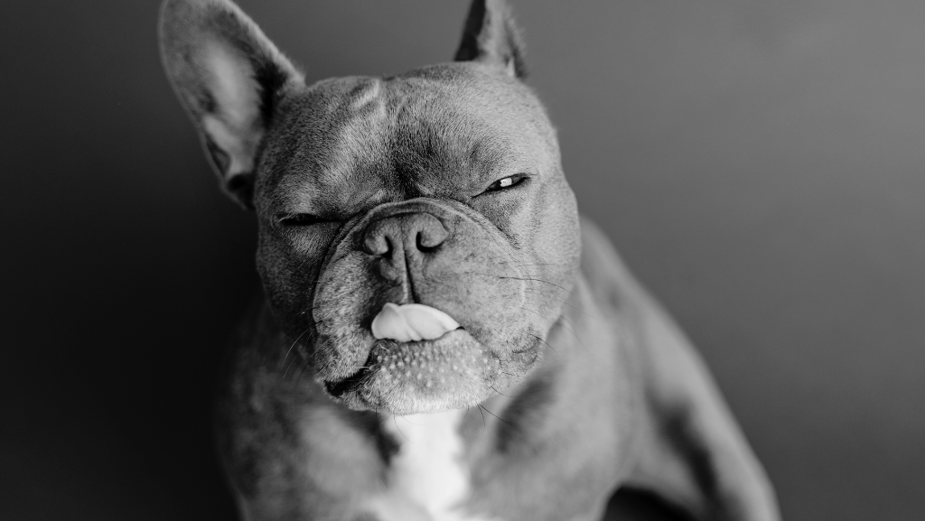 Cuidados Especiais com Cães de Focinho Curto (Braquicefálicos)