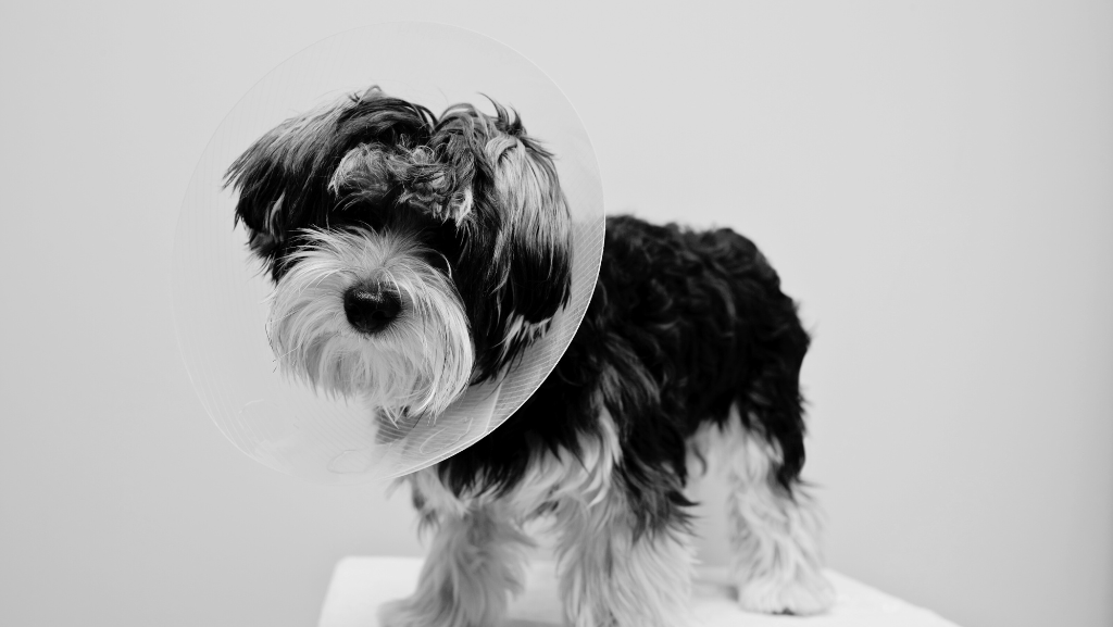 A Importância da Castração para a Saúde e Comportamento do&nbsp;Cão