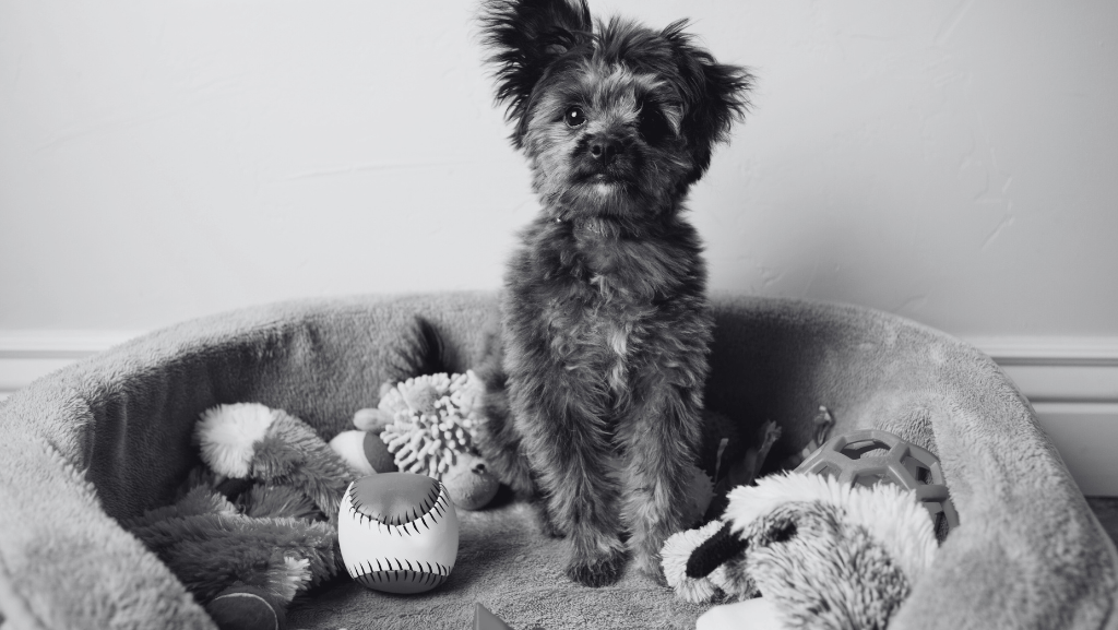 Como Escolher Brinquedos Seguros e Estimulantes Para o Seu Cão: Guia Completo Para Tutores&nbsp;Responsáveis