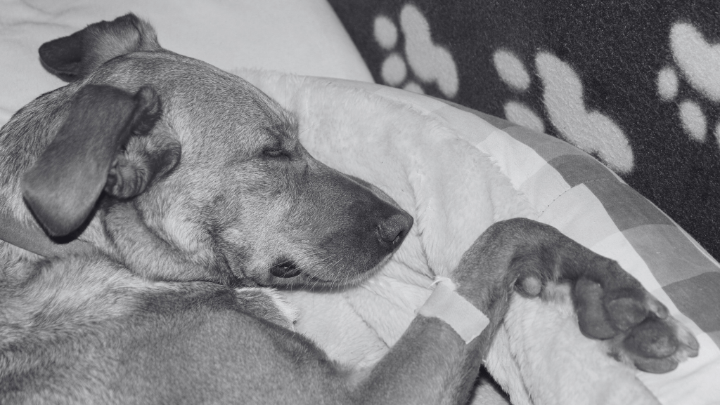 Como Saber se Meu Cachorro Está Sentindo Dor? Sinais e&nbsp;Sintomas