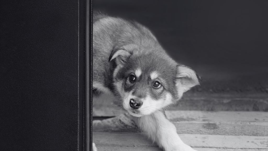 Como Acalmar o Cão Durante Fogos de Artifício ou Tempestades: Técnicas, Dicas e Soluções Naturais Para Proteger Seu Pet