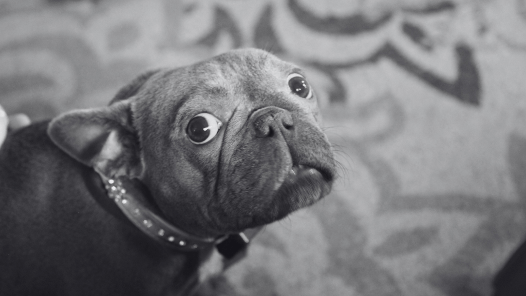 Como Acalmar um Cachorro Medroso ou Ansioso? Técnicas, Causas e&nbsp;Soluções