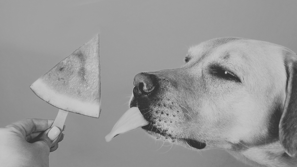 Posso Dar Frutas para Meu Cachorro? Quais São Seguras e Quais&nbsp;Evitar?