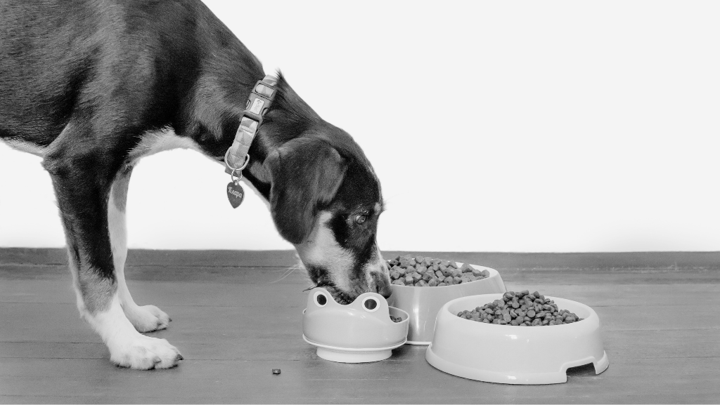 Como Escolher a Ração Ideal para o Seu&nbsp;Cão