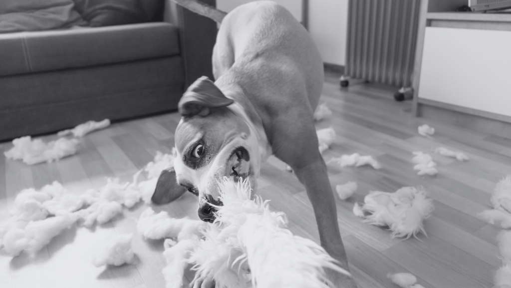 O Que Fazer Quando o Cão Come Tudo o Que Vê Pela Frente? Causas, Riscos e&nbsp;Soluções