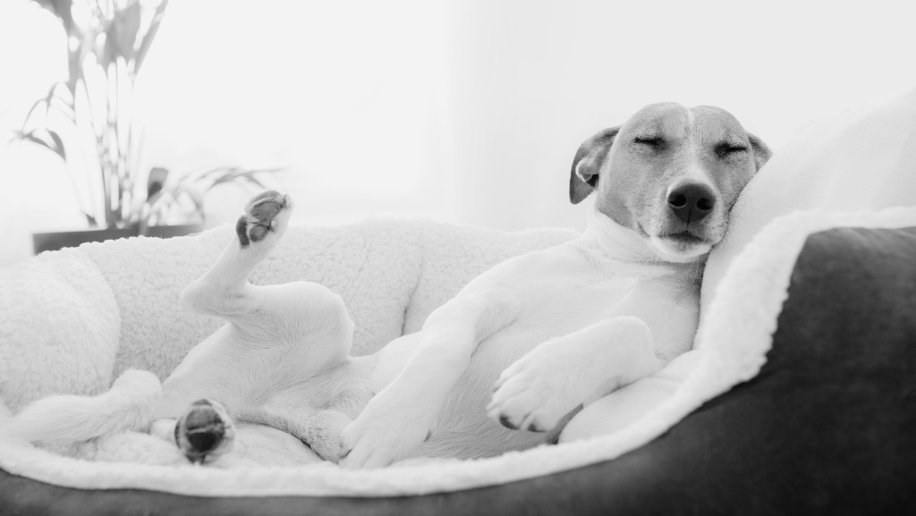 Cachorro Dormindo Muito: Quando se&nbsp;Preocupar?