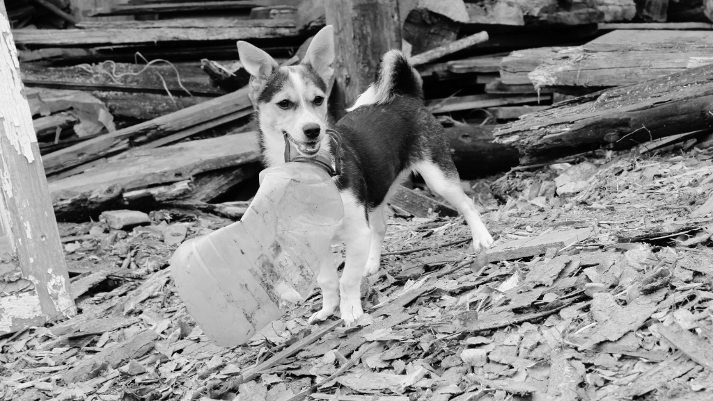 Sustentabilidade e Produtos Ecológicos para Cães: Como Cuidar do Seu Pet de Forma&nbsp;Consciente