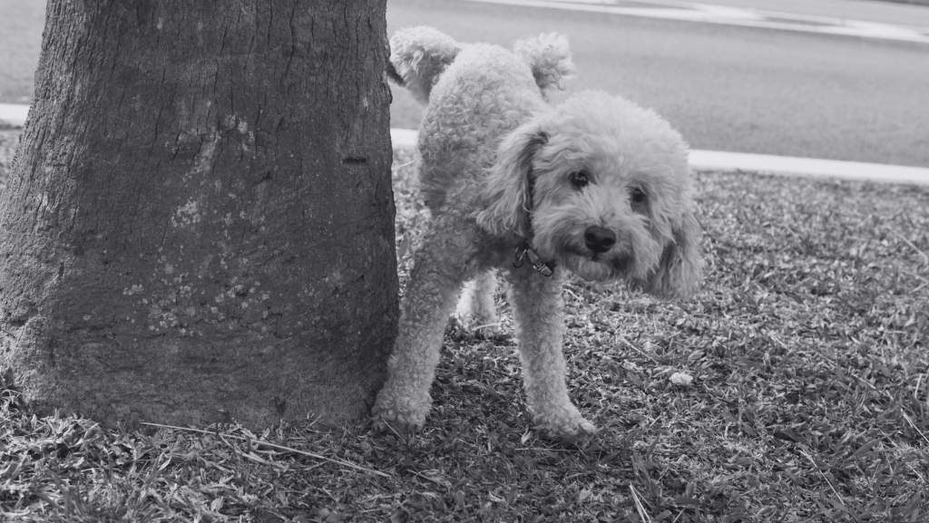 Como Ensinar o Cão a Fazer as Necessidades no Lugar Certo: Guia Definitivo Para Tutores de Primeira Viagem (ou&nbsp;Não)