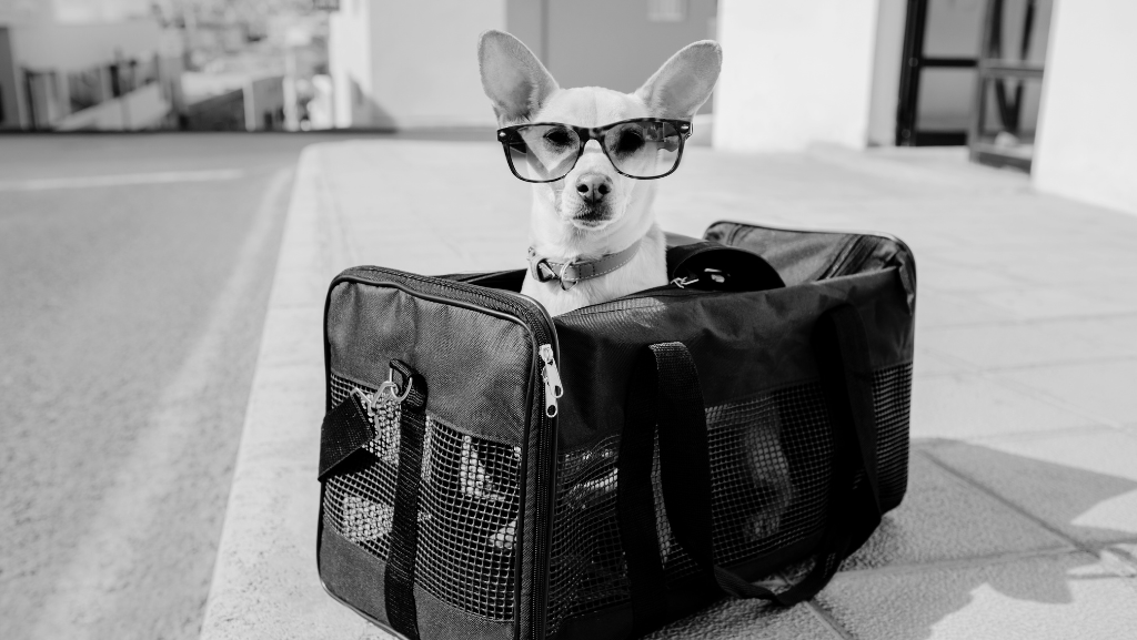 Serviços Personalizados e Bem-Estar Animal: O Que Está em Alta no Mercado&nbsp;Pet