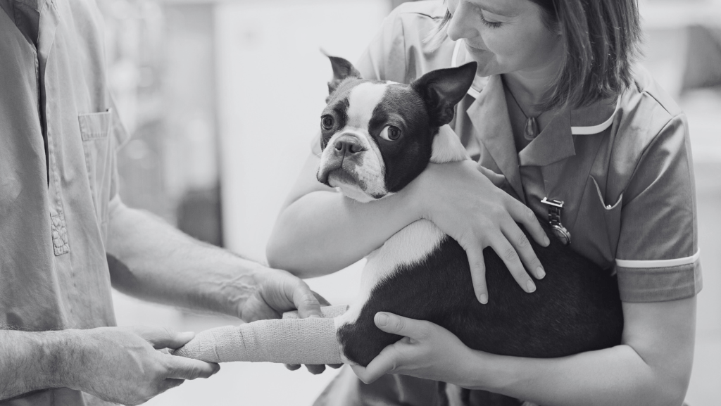 Como Escolher o Veterinário Ideal Para o Seu Cão? Dicas Para Acertar na&nbsp;Escolha