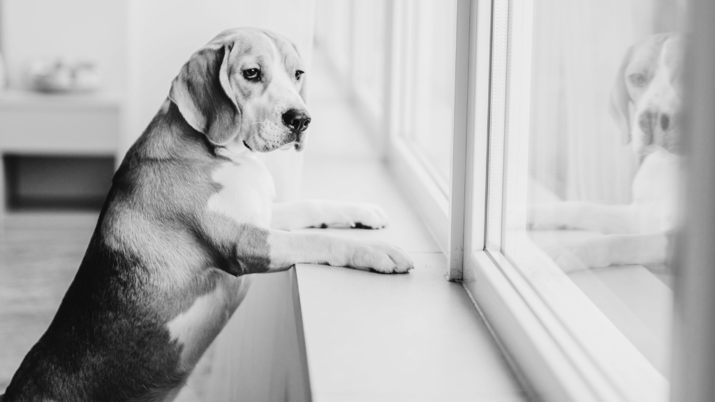 Como Ensinar o Seu Cachorro a Ficar Sozinho Sem&nbsp;Sofrer