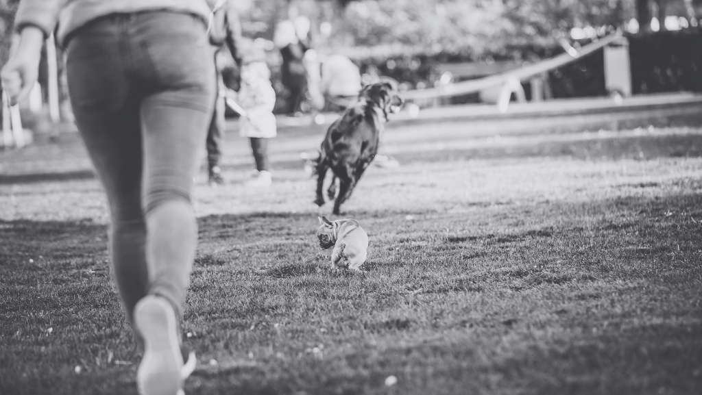 Como Lidar com Cachorros Teimosos: Dicas e Estratégias de&nbsp;Treinamento