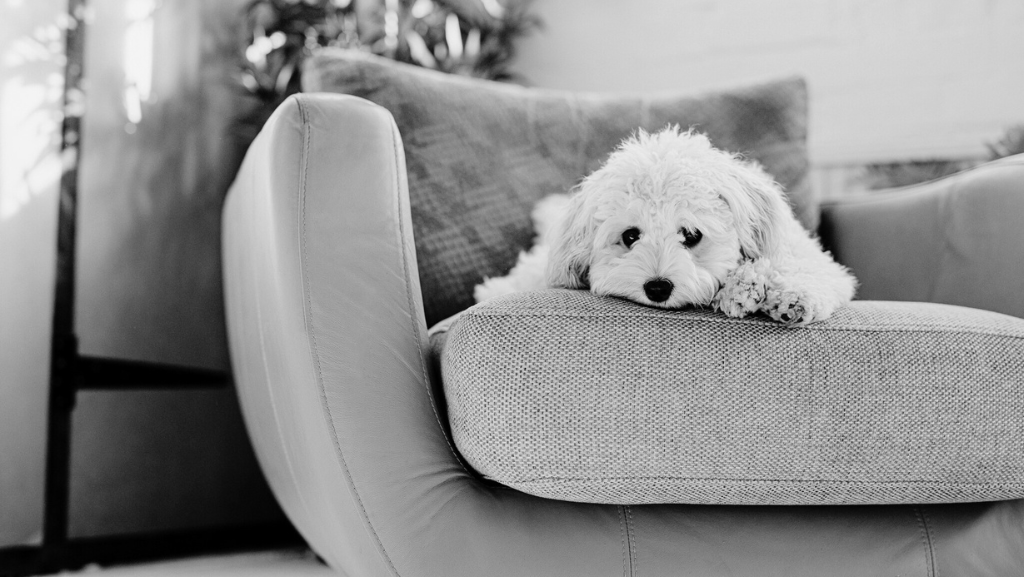 Como Lidar com a Ansiedade de Separação em&nbsp;Cães