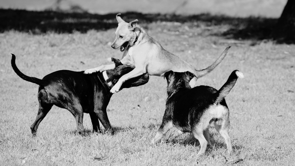 A Importância da Socialização na Formação do Comportamento&nbsp;Canino