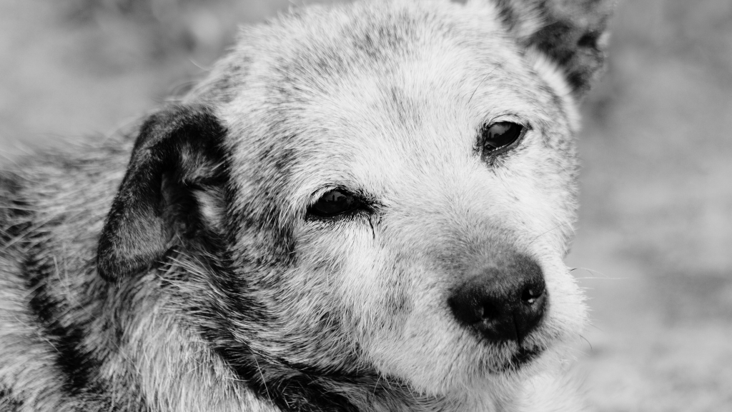 Cuidados Especiais para Pets Idosos: Como Garantir Qualidade de Vida na Terceira Idade&nbsp;Canina