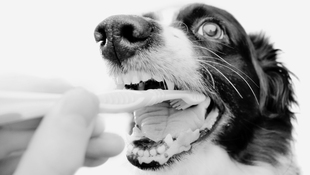 Cuidados com a Saúde Bucal dos Cães: Prevenção, Tratamentos e Dicas Práticas