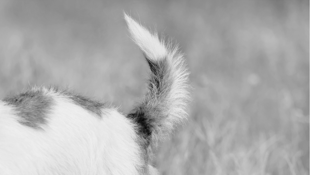 Entendendo a Linguagem Corporal dos Cães: Como Interpretar os Sinais do Seu&nbsp;Pet