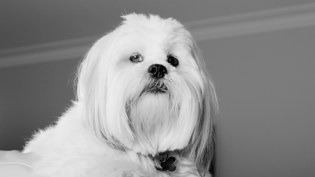 Cuidados com a Pele e Pelagem: Mantendo Seu Cão Saudável e&nbsp;Bonito