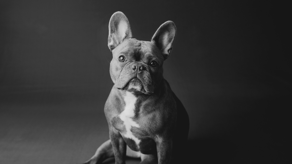 As Raças de Cachorro Mais Populares no Brasil em 2025: Tendências e&nbsp;Características