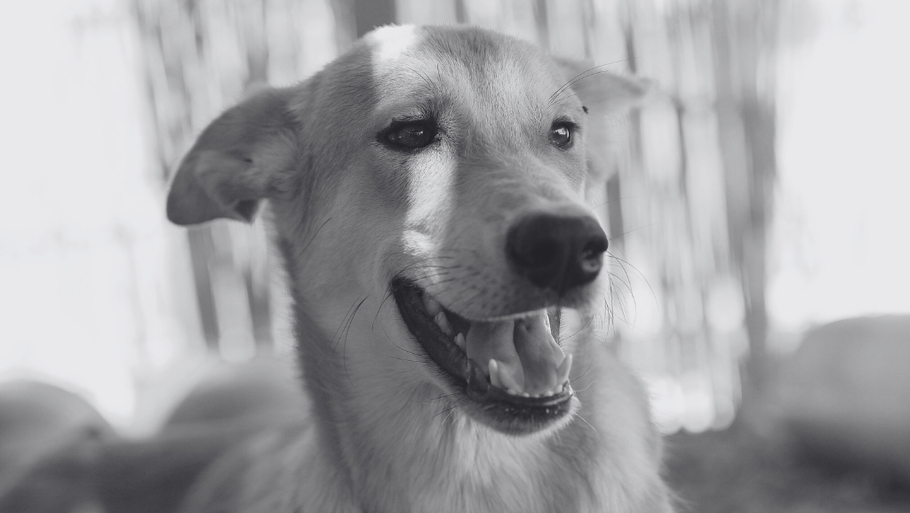 A História do Vira-Lata Caramelo: O Cachorro Mais Amado do&nbsp;Brasil