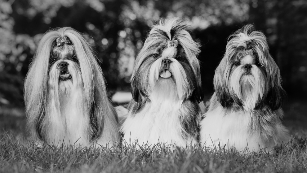 Shih Tzu: Tudo Sobre o Cãozinho de Personalidade Charmosa e Amor Sem&nbsp;Medida